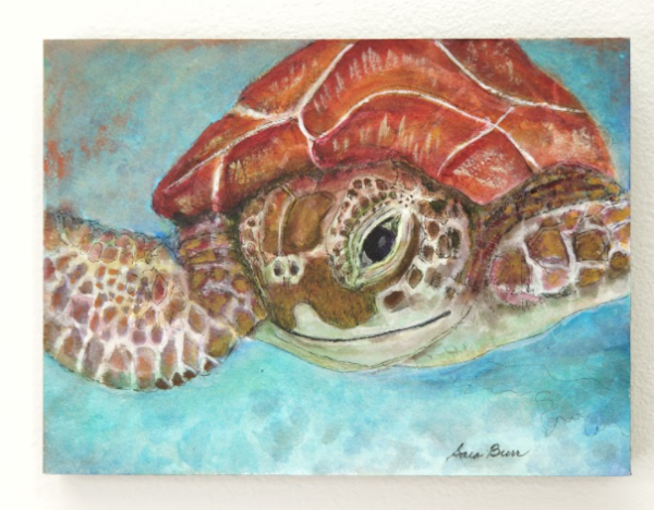 Turtle Underwater by Sara Burr 1