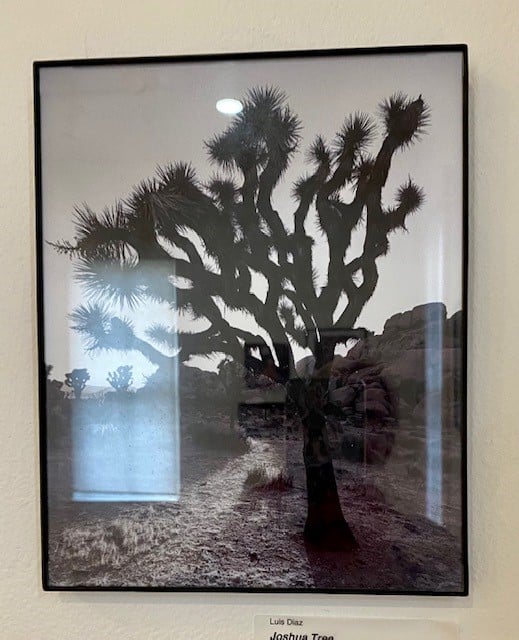 Joshua Tree by Luis Diaz 1